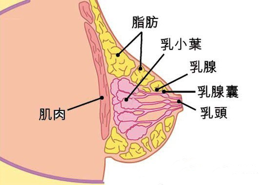 乳腺扩张需不需要治疗