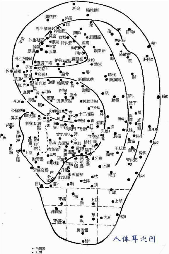 耳部穴道與五臟六腑之間的瓜葛